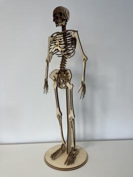 Human skeleton (Cool Human Skeleton) as a 3D model